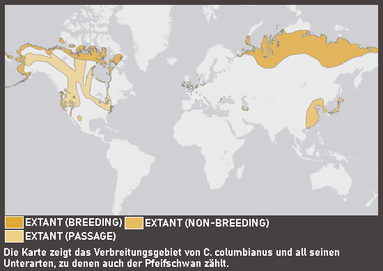 Verbreitungskarte Pfeifschwan