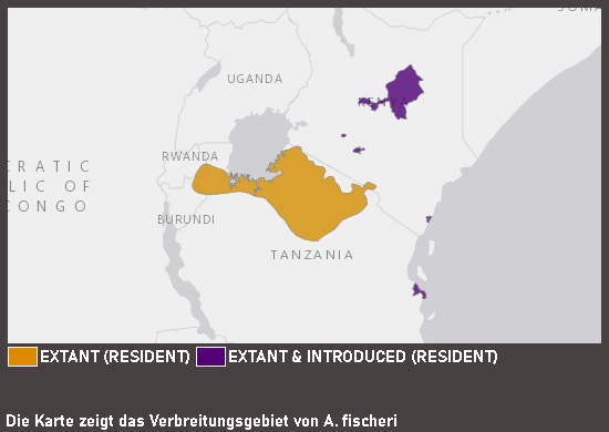 Verbreitungskarte Pfirsichköpfchen