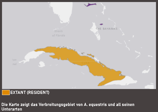 Verbreitungskarte Ritteranolis