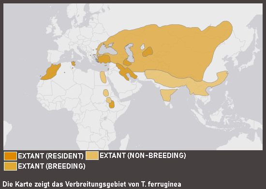 Verbreitungskarte Rostgans