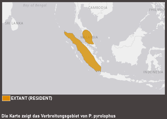 Verbreitungskarte Rotbüschel-Bartvogel