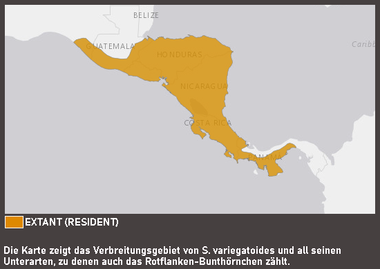 Verbreitungskarte Rotflanken-Bunthörnchen
