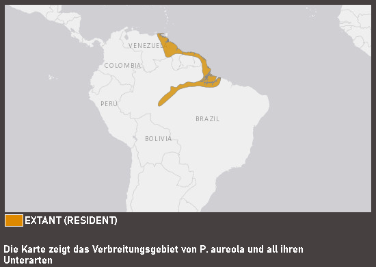 Verbreitungskarte Rothaubenpipra