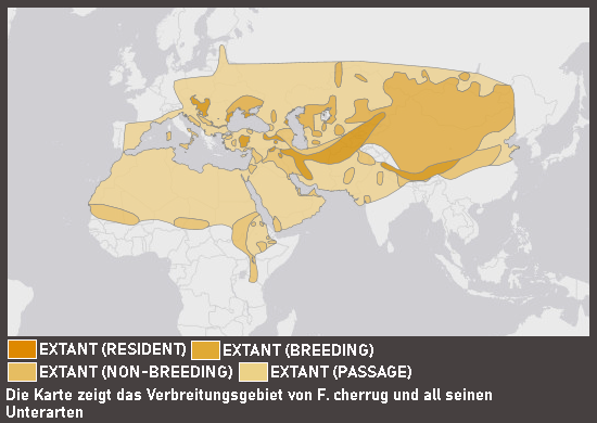 Verbreitungskarte Würgfalke (kein Unterartenstatus)