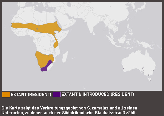 Verbreitungskarte Südafrikanischer Blauhalsstrauß
