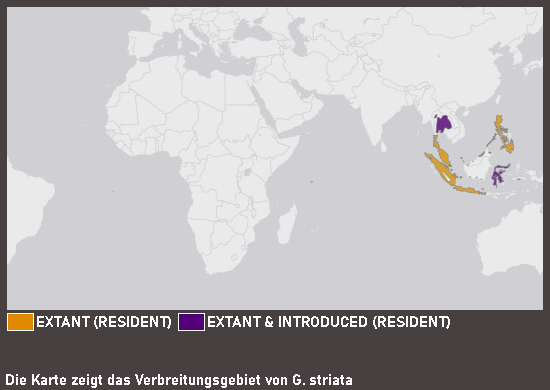 Verbreitungskarte Sperbertäubchen