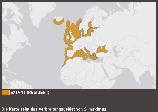 Verbreitungskarte Steinbutt