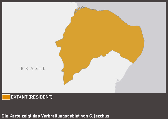 Verbreitungskarte Weißbüscheläffchen