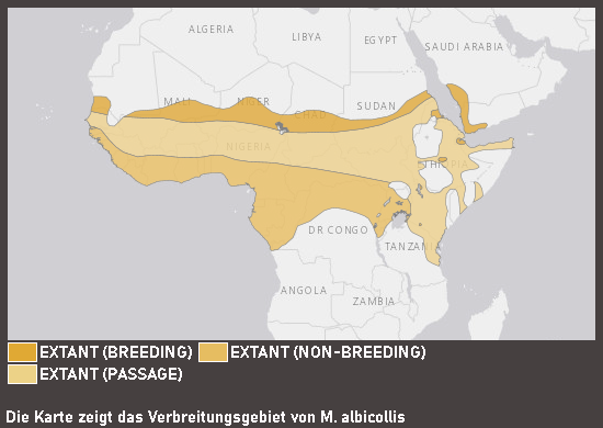 Verbreitungskarte Weißkehlspint