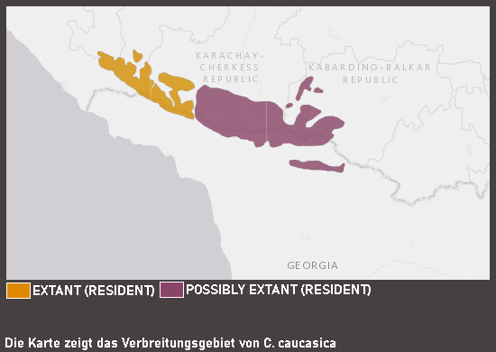 Verbreitungskarte Westkaukasischer Steinbock