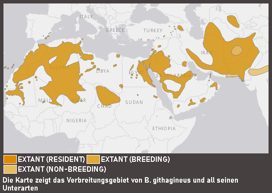 Verbreitungskarte Wüstengimpel