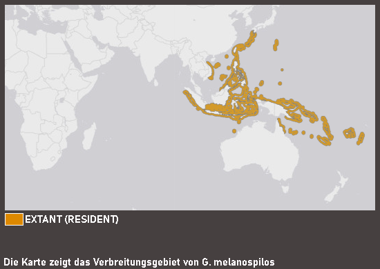 Verbreitungskarte Zebra-Lyrakaiserfisch