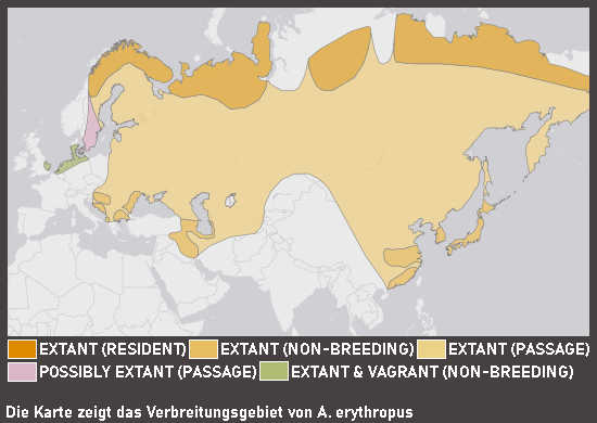 Verbreitungskarte Zwerggans