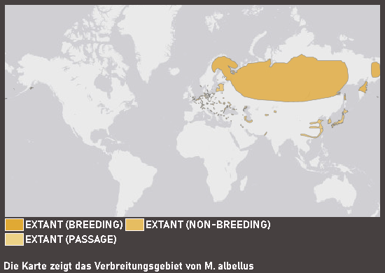 Verbreitungskarte Zwergsäger