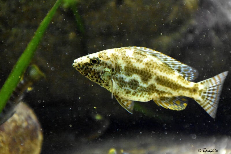 Vielfleck-Maulbrüter