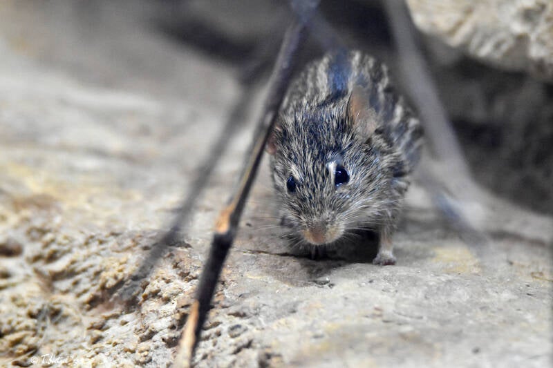 Vielstreifen-Grasmaus (kein Unterartenstatus)