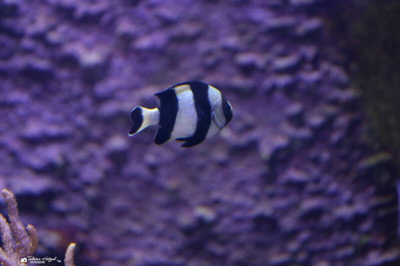 Vierbinden-Preußenfisch | Wilhelma Stuttgart | 14.08.2018