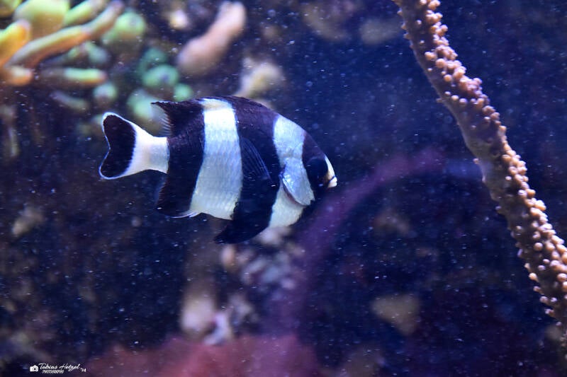 Vierbinden-Preußenfisch | Tierpark Nymphaea, Esslingen | 03.12.2022