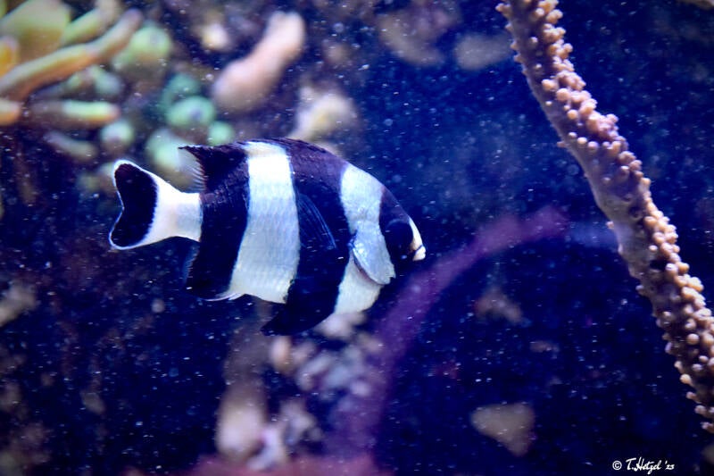 Vierbinden-Preußenfisch