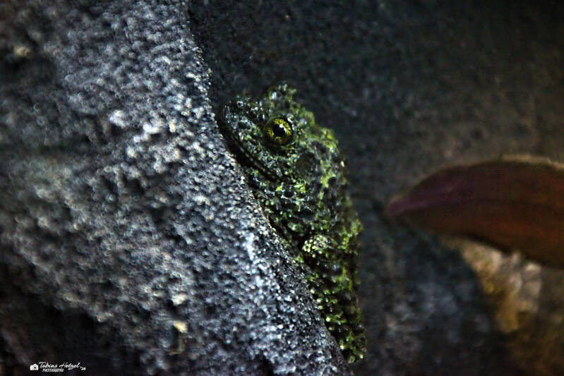 Vietnamesischer Moosfrosch | Vivarium Darmstadt | 28.12.2025