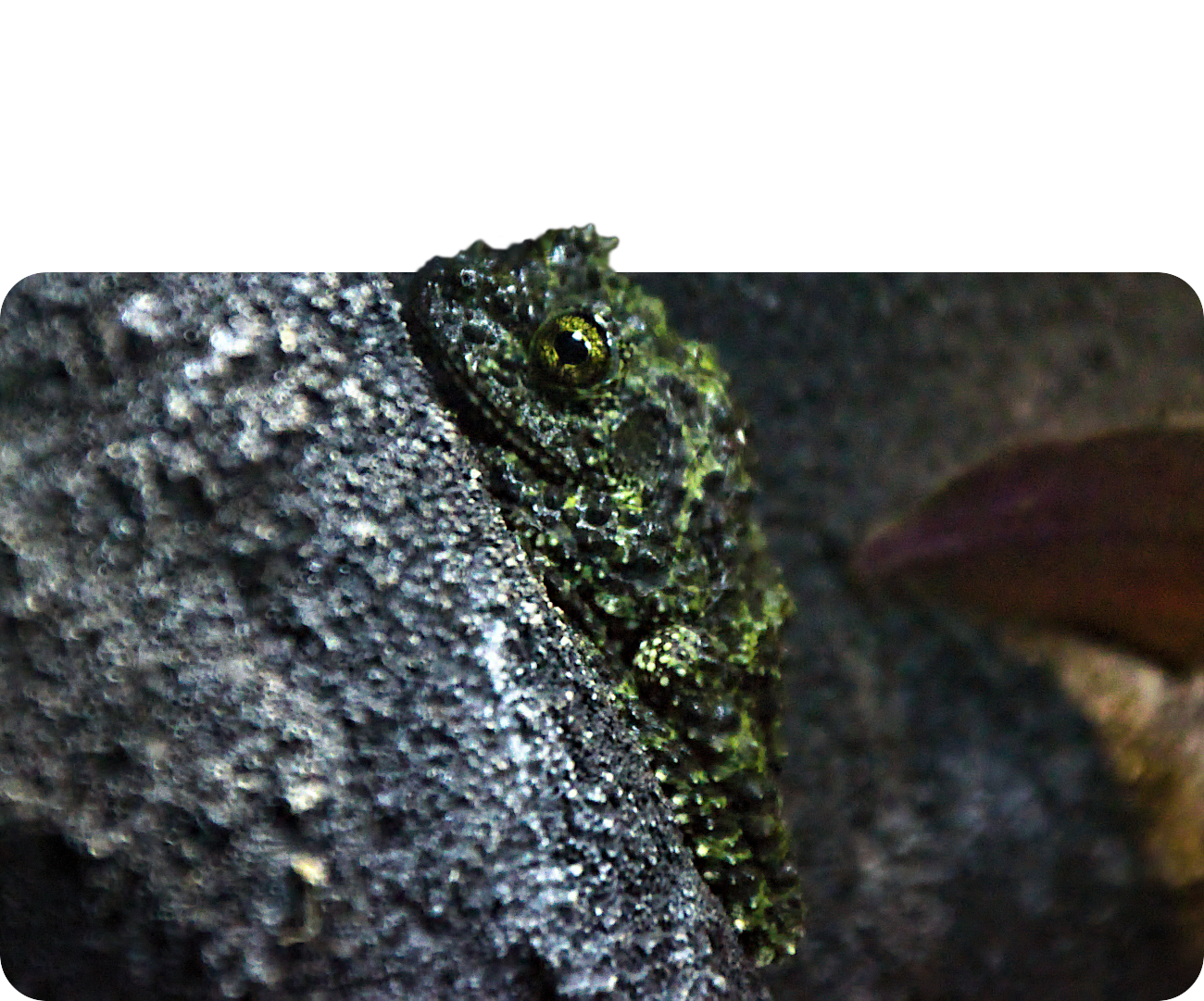 Vietnamesischer Moosfrosch