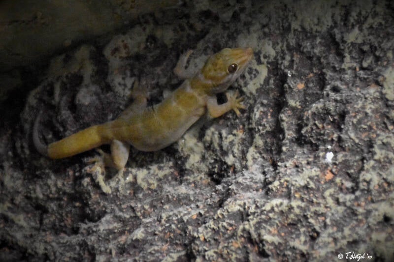 Vietnamesischer Goldgecko