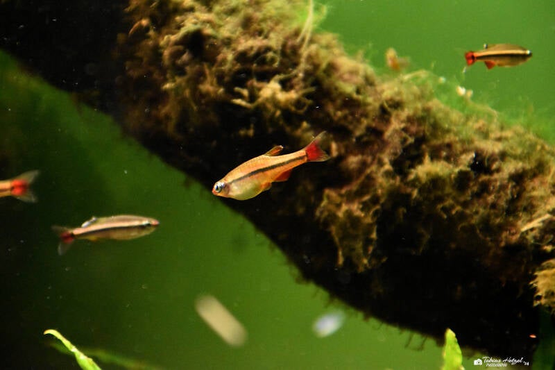 Vietnamesischer Kardinalfisch | Zoo Frankfurt | 09.03.2024