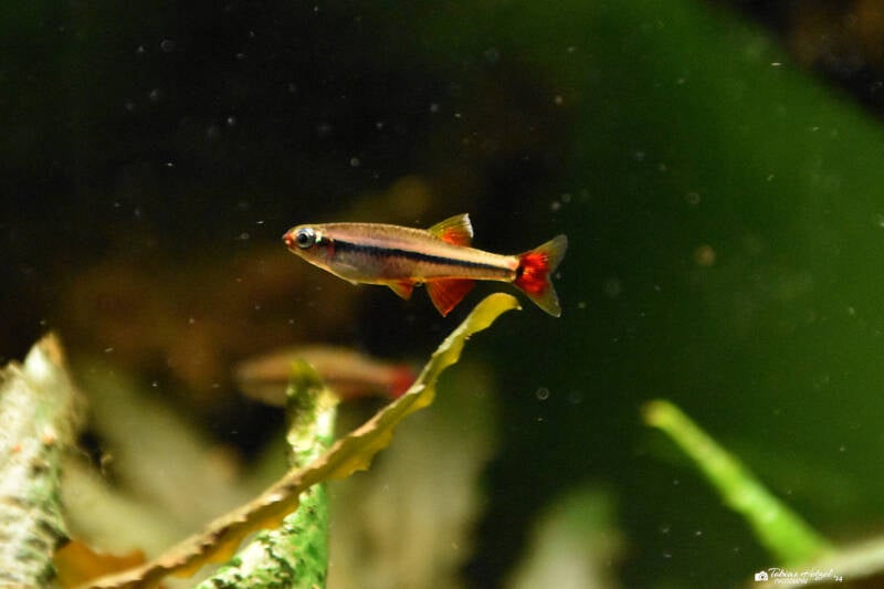 Vietnamesischer Kardinalfisch | Zoo Frankfurt | 09.03.2024