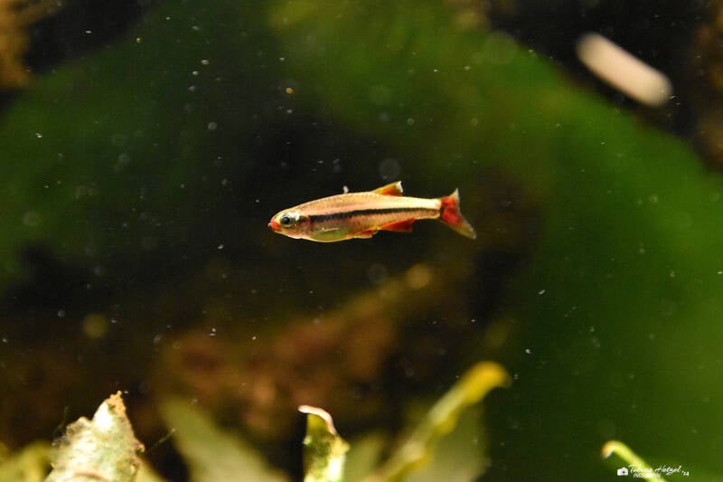 Vietnamesischer Kardinalfisch | Zoo Frankfurt | 09.03.2024