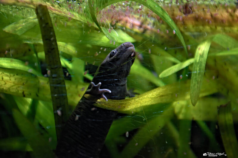 Viktoria-Gebirgsquerzahnmolch | Tierpark Chemnitz | 13.07.2025