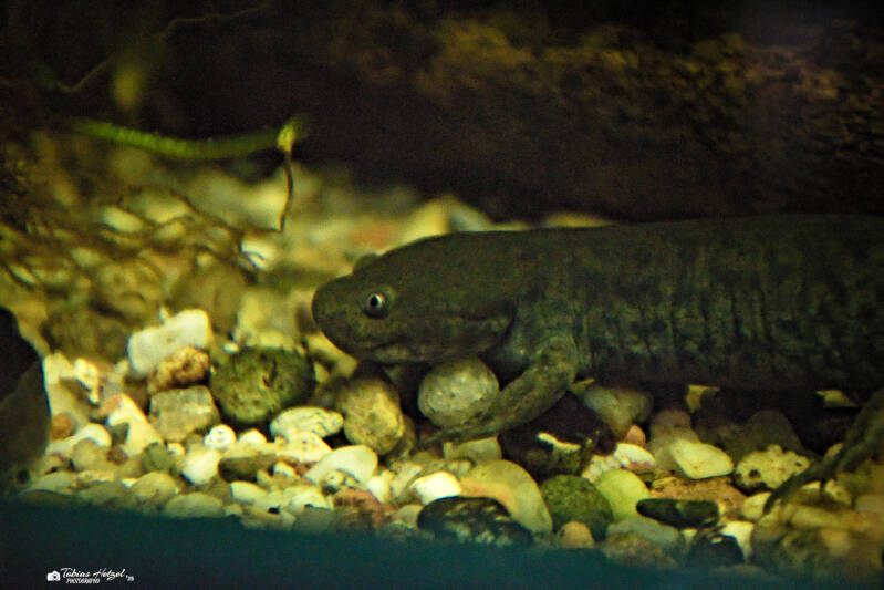 Viktoria-Gebirgsquerzahnmolch | Tierpark Chemnitz | 13.07.2025