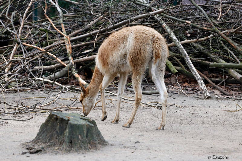 Südliches Vikunja | Zoo Duisburg | 23.01.2018