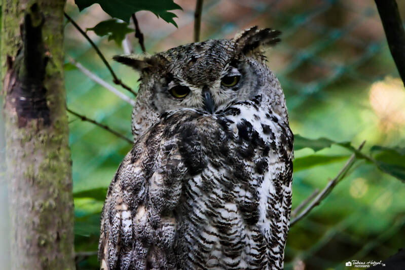 Virginiauhu (kein Unterartenstatus) | Zoo Decin | 11.07.2025