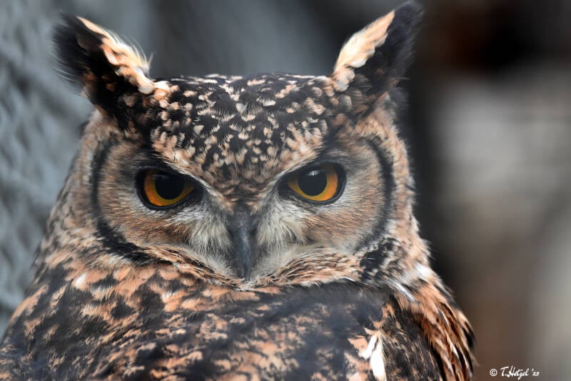 Virginiauhu (kein Unterartenstatus)