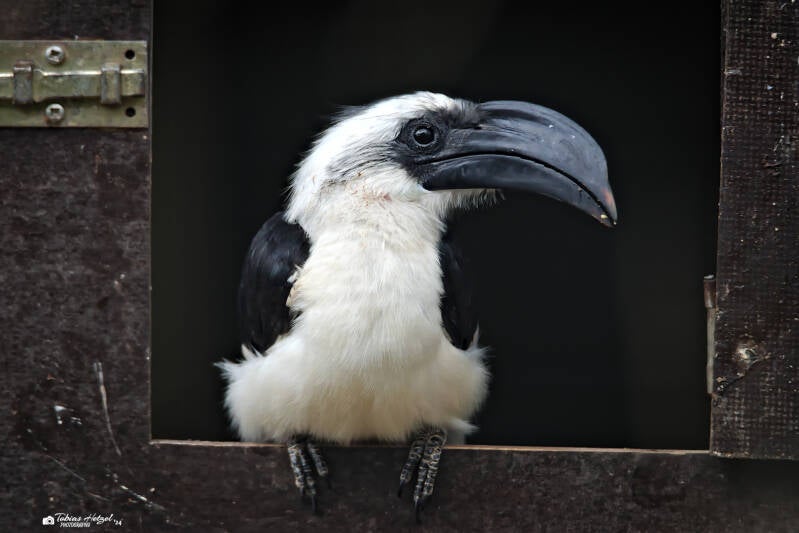 Von-der-Decken-Toko | Zoo Neuwied | 17.06.2024