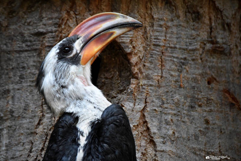 Von-der-Decken-Toko | Wilhelma Stuttgart | 16.06.2023