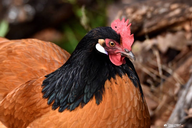 Vorwerkhuhn | Zoo Saarbrücken | 18.12.2020