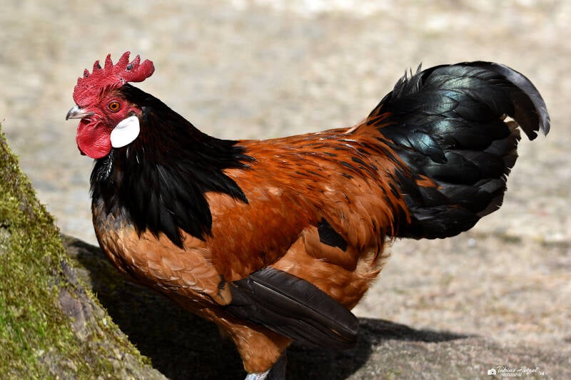 Vorwerkhuhn | Weltvogelpark Walsrode | 12.04.2021