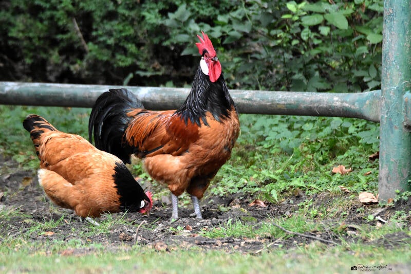 Vorwerkhuhn | Tierpark Gotha | 01.08.2022