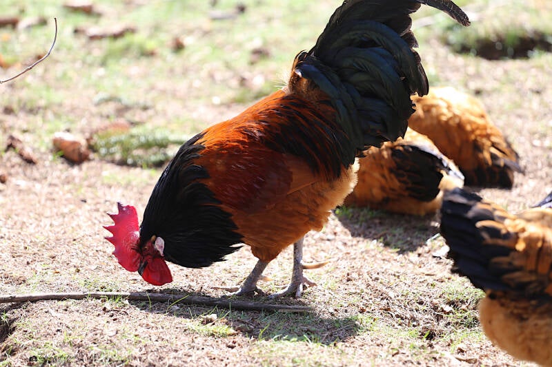 Vorwerkhuhn | Tiergarten Nürnberg | 30.03.2019