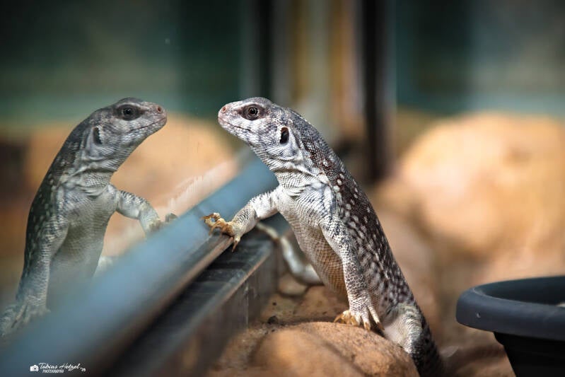 Wüstenleguan | Zoo Frankfurt | 05.03.2025