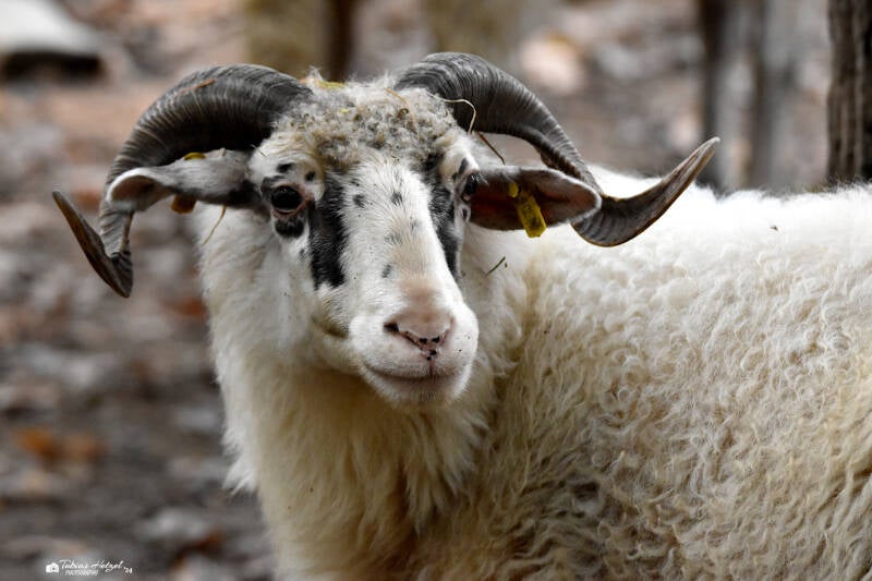 Walachenschaf | Zoo Plzen | 17.09.2022