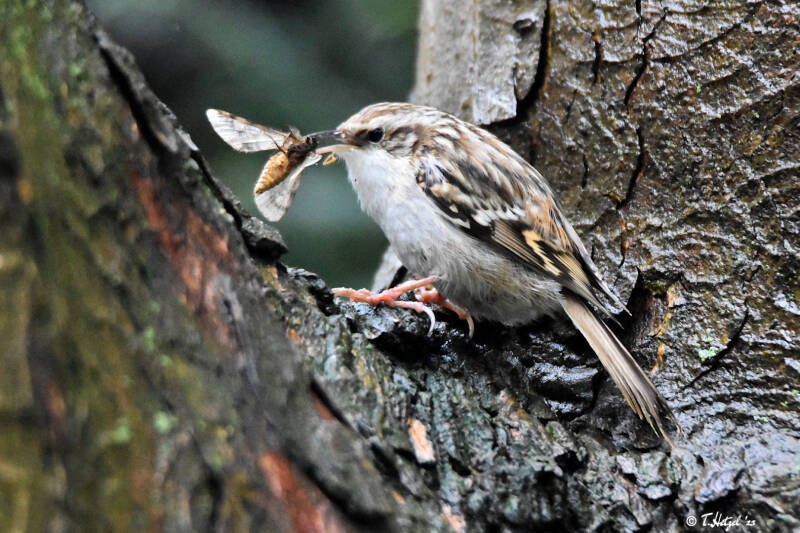 Waldbaumläufer | Palmengarten Frankfurt | 21.04.2023