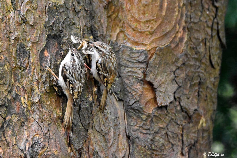 Waldbaumläufer | Palmengarten Frankfurt | 21.04.2023