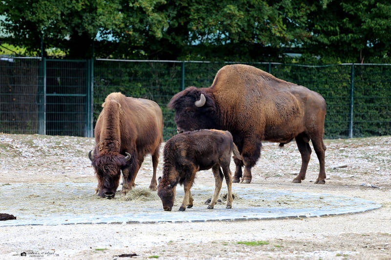 Waldbison | Tierpark Hellabrunn, München | 15.08.2018