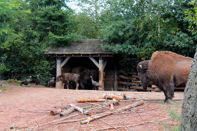 Waldbison | Zoo Hannover | 13.08.2017