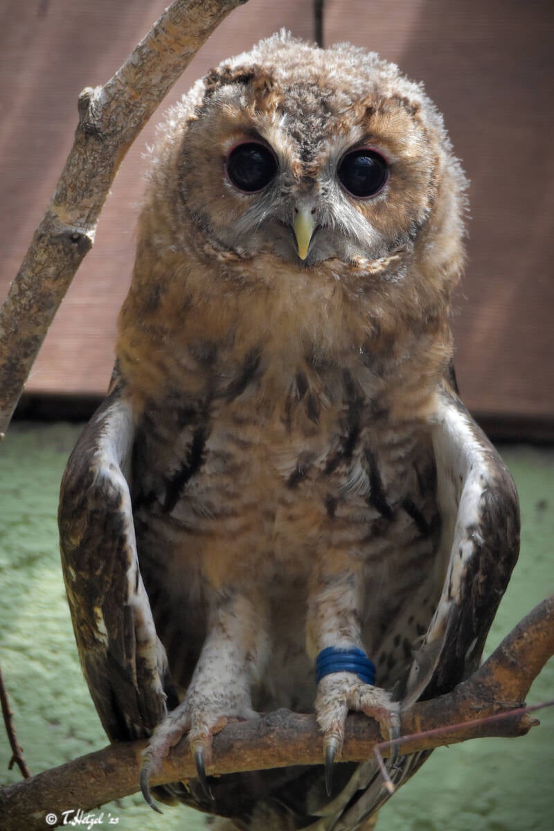 Waldkauz (kein Unterartenstatus) | Vivarium Darmstadt | 19.07.2020