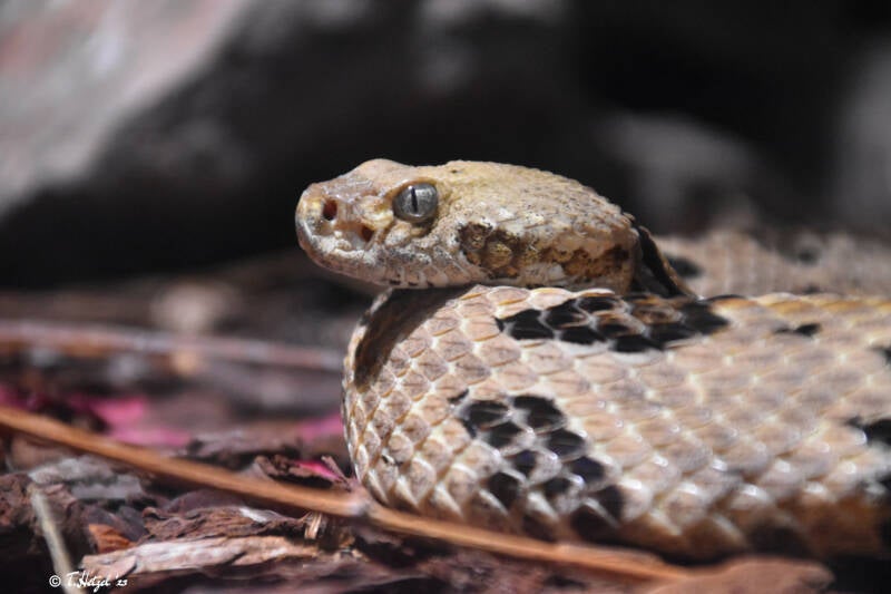 Waldklapperschlange (Nominatform)