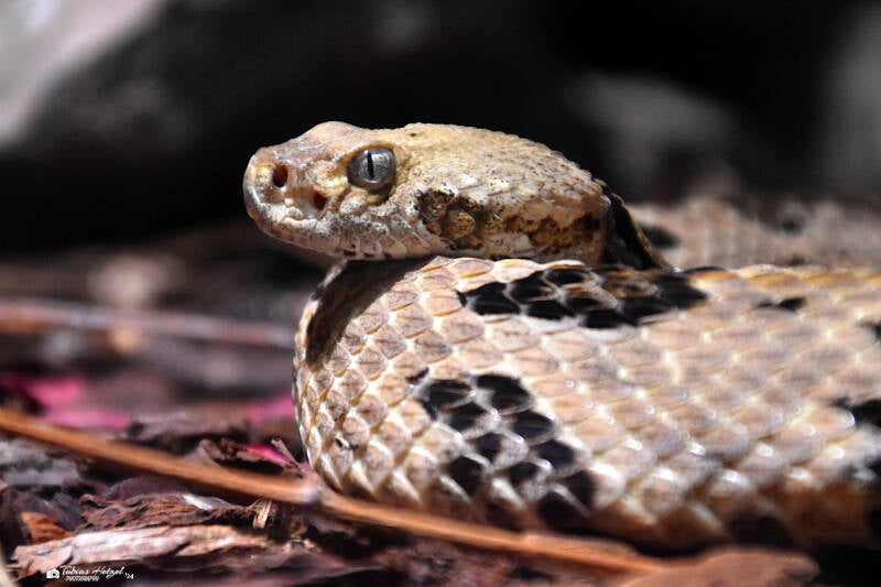 Waldklapperschlange (Nominatform) | Vivarium Darmstadt | 25.10.2022