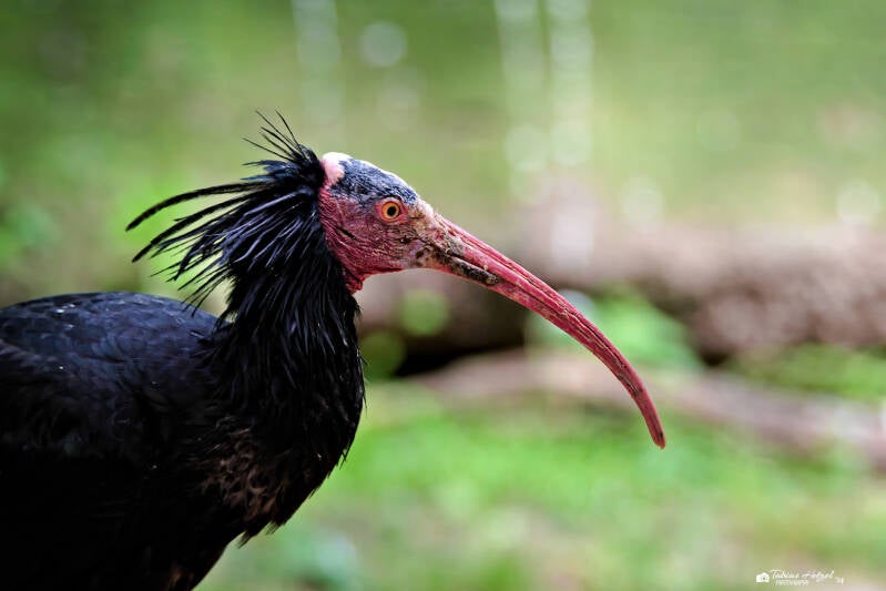 Waldrapp | Opel-Zoo Kronberg | 14.07.2024